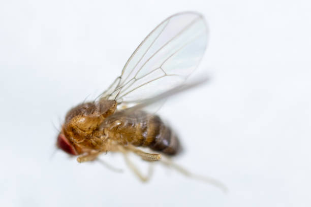 istock Study genetic of Drosophila melanogaster (fruit fly, vinegar fly) for education in laboratory. 1053433288
