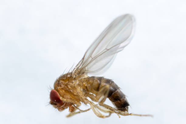 istock Study genetic of Drosophila melanogaster (fruit fly, vinegar fly) for education in laboratory. 1053433340