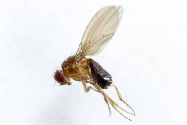 istock Study genetic of Drosophila melanogaster (fruit fly, vinegar fly) for education in laboratory. 1053433348