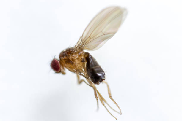 istock Study genetic of Drosophila melanogaster (fruit fly, vinegar fly) for education in laboratory. 1053433358