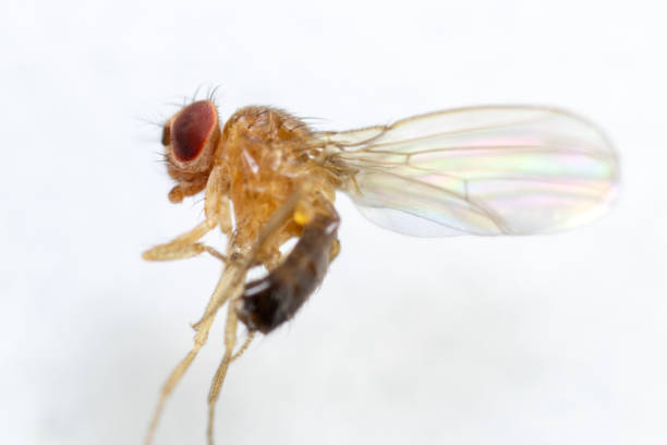 istock Study genetic of Drosophila melanogaster (fruit fly, vinegar fly) for education in laboratory. 1053433378