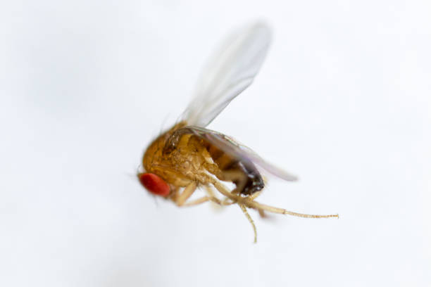 istock Study genetic of Drosophila melanogaster (fruit fly, vinegar fly) for education in laboratory. 1053433384