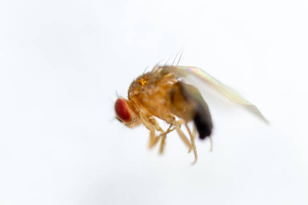 istock Study genetic of Drosophila melanogaster (fruit fly, vinegar fly) for education in laboratory. 1053433390