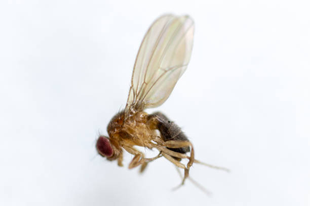 istock Study genetic of Drosophila melanogaster (fruit fly, vinegar fly) for education in laboratory. 1053433394