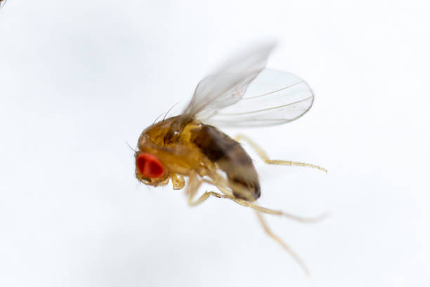 istock Study genetic of Drosophila melanogaster (fruit fly, vinegar fly) for education in laboratory. 1053433418