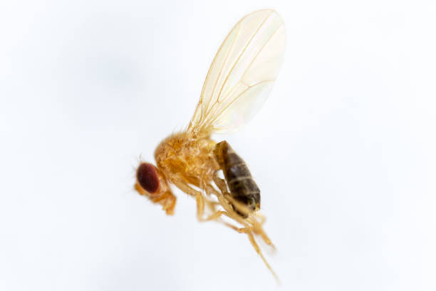 istock Study genetic of Drosophila melanogaster (fruit fly, vinegar fly) for education in laboratory. 1053433466