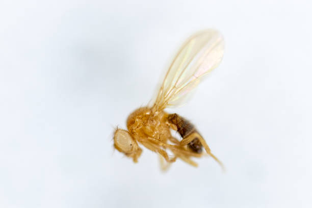 istock Study genetic of Drosophila melanogaster (fruit fly, vinegar fly) for education in laboratory. 1053433472