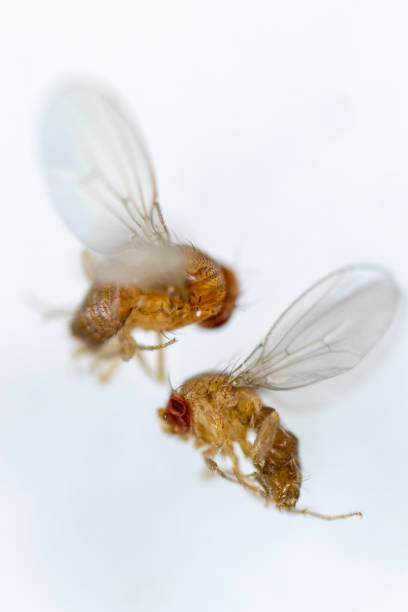 istock Study genetic of Drosophila melanogaster (fruit fly, vinegar fly) for education in laboratory. 1053433490