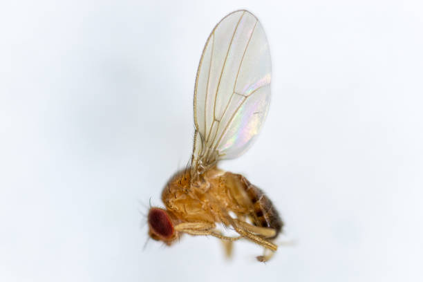 istock Study genetic of Drosophila melanogaster (fruit fly, vinegar fly) for education in laboratory. 1053433494