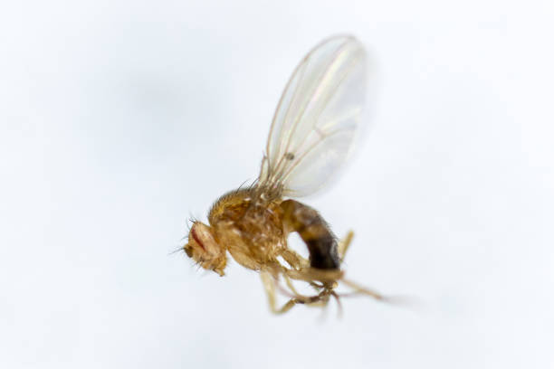 istock Study genetic of Drosophila melanogaster (fruit fly, vinegar fly) for education in laboratory. 1053433528