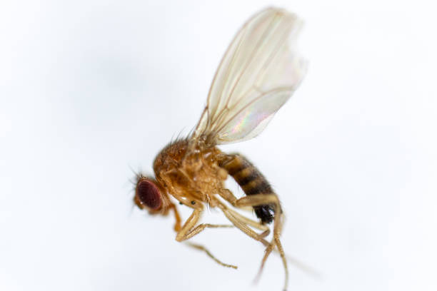 Study genetic of Drosophila melanogaster (fruit fly, vinegar fly) for education in laboratory.
