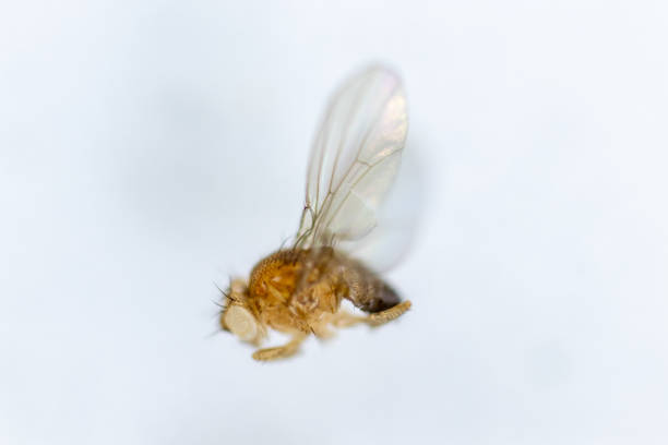 Study genetic of Drosophila melanogaster (fruit fly, vinegar fly) for education in laboratory.