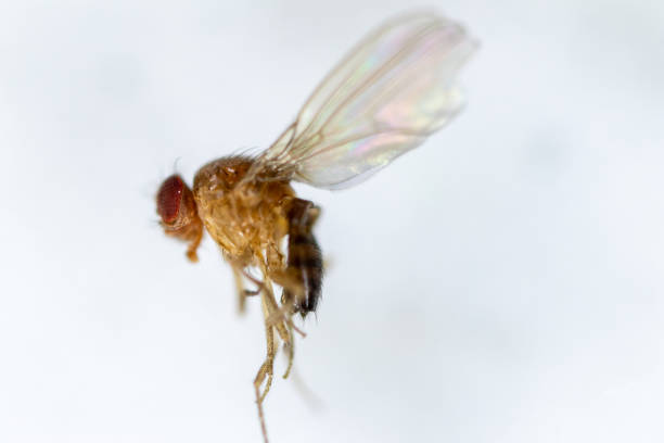istock Study genetic of Drosophila melanogaster (fruit fly, vinegar fly) for education in laboratory. 1053433794