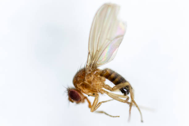 istock Study genetic of Drosophila melanogaster (fruit fly, vinegar fly) for education in laboratory. 1053433968