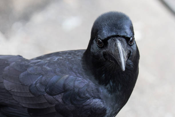 istock close up beautiful crow on a blurred background 1053433990