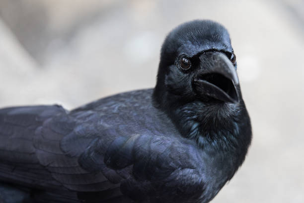 istock close up beautiful crow on a blurred background 1053434170