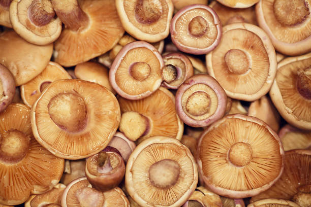 Background of raw fresh mushrooms from above close up - fotografia de stock