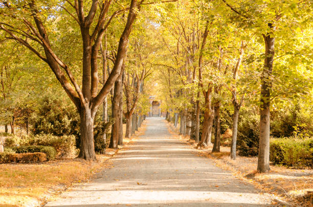 istock a cemetry avenue in autumn with trees withs yellow leafs 1053435240