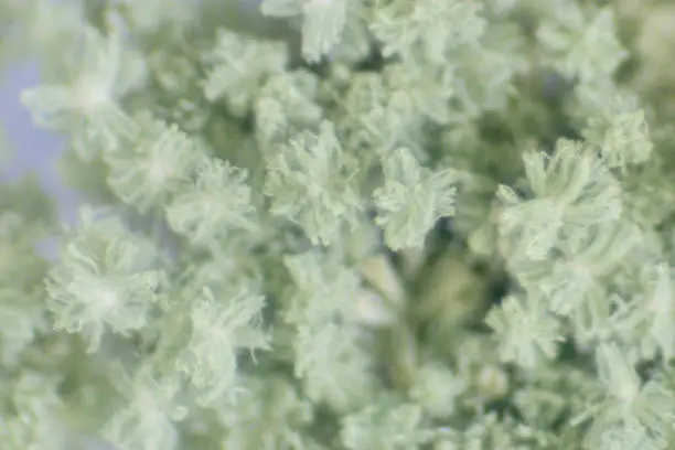 Photo of Close up of Aspergillus oryzae is a filamentous fungus, or mold that is used in food production, such as in soybean fermentation under the microscope in laboratory.