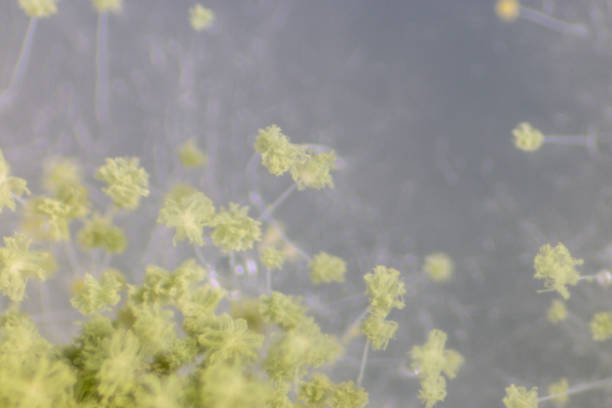 крупным планом aspergillus oryzae является нитей грибок, или плесень, которая используется в производстве продуктов питания, например, в соевом бро� - зелёная плесень стоковые фото и изображения