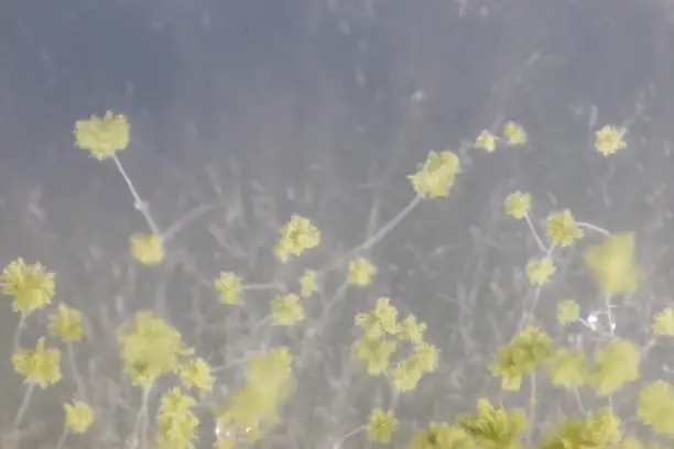 Photo of Close up of Aspergillus oryzae is a filamentous fungus, or mold that is used in food production, such as in soybean fermentation under the microscope in laboratory.