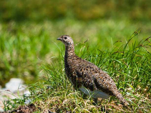 istock Rock ptarmigan female 1053436580