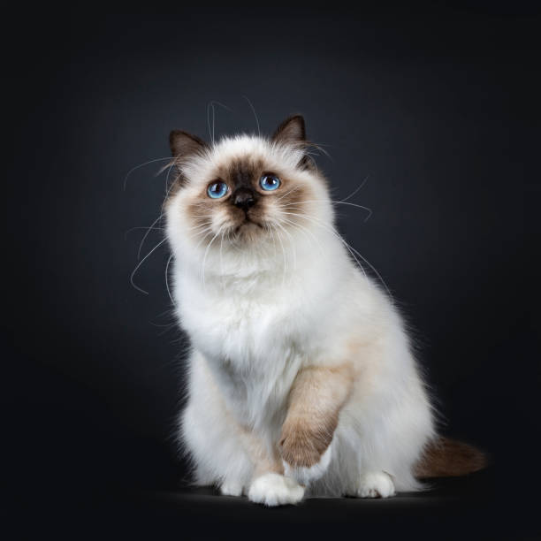 istock Excellent seal point Sacred Birman cat kitten with perfect white paws sitting / playing with on paw lifted and looking innocent up with blue eyes, isolated on black background 1053437320