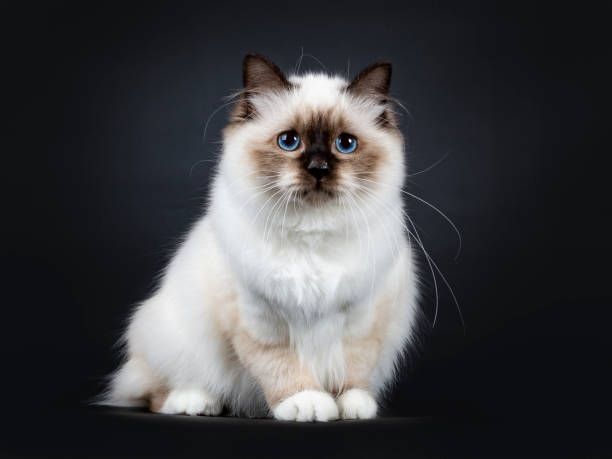 istock Excellent seal point Sacred Birman cat kitten with perfect white paws sitting /side ways and looking ahead with blue eyes, isolated on black background 1053437324