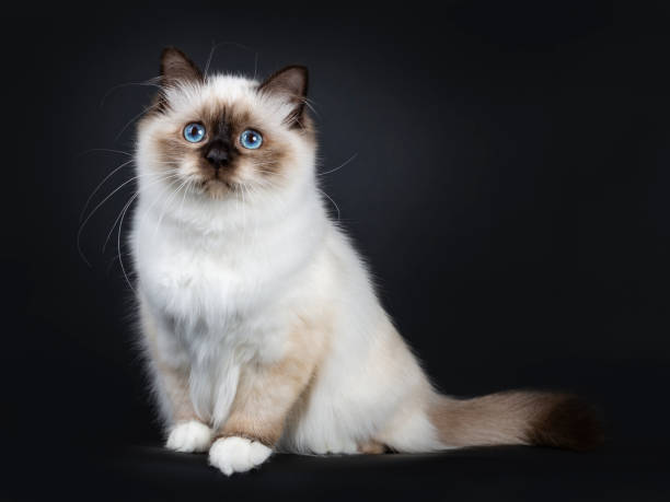 istock Excellent seal point Sacred Birman cat kitten with perfect white paws sitting side ways with tail behind body and looking up with blue eyes, isolated on black background 1053437338