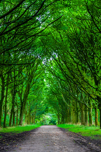 A green canopy of trees along a woodland path