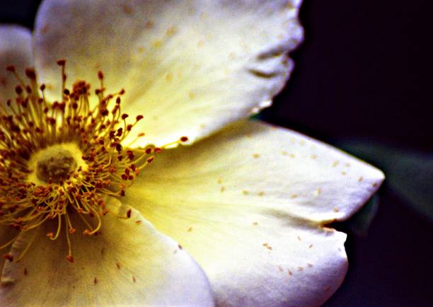 istock Mermaid Rose Detail 1053445296