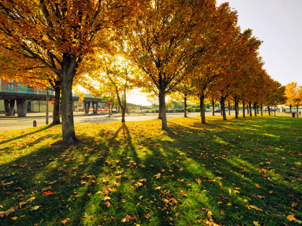 autumn tree against sun light, Belfast, Northern Ireland