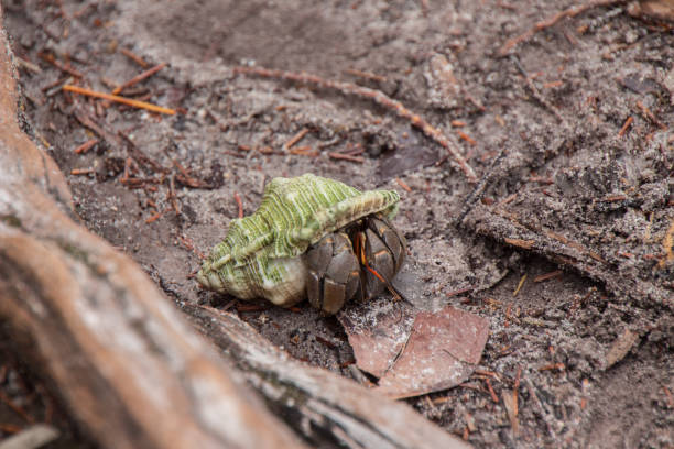 granchio eremita nel fango, parco nazionale di bako, kuching, borneo - cricket locust grasshopper insect foto e immagini stock