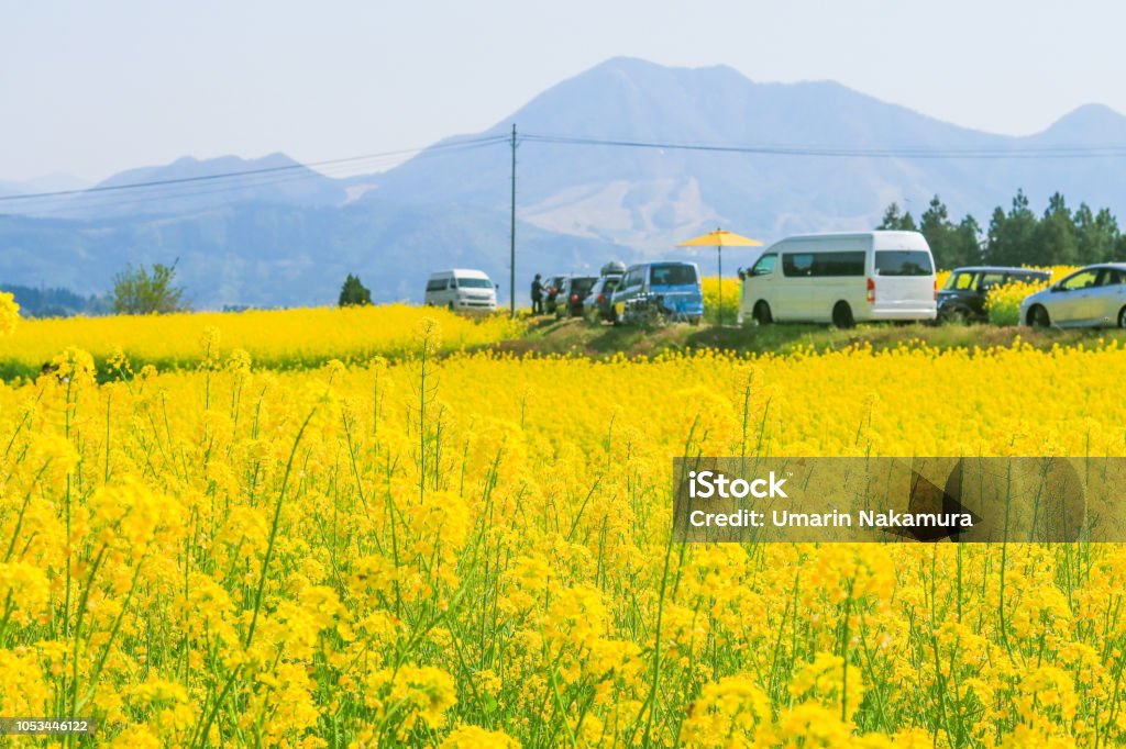 Amarillo flores floreciendo en primavera, flores de Nanohana en Japón. - Foto de stock de Agricultura libre de derechos