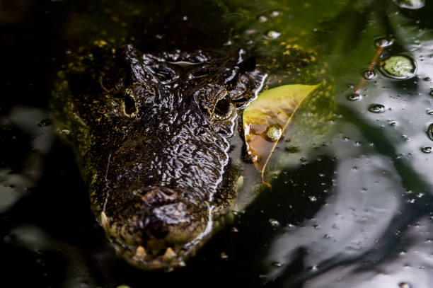 istock Close-Up Of Crocodile In Lake 1053448088