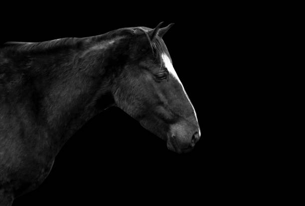 istock Side View Of Horse Against Black Background 1053449642