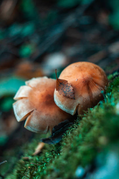 istock mushrooms on the stump 1053450058