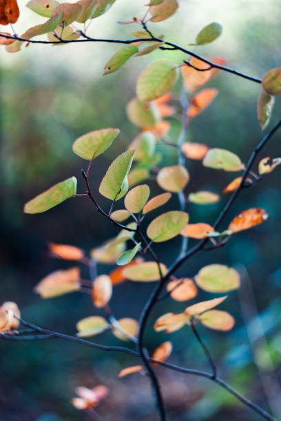 istock close-up of autumn foliage 1053450216
