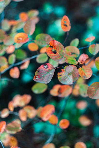 istock close-up of autumn foliage 1053450230