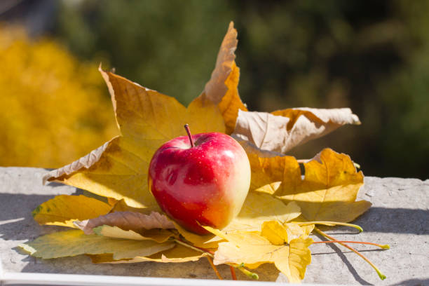 autumn harvest - one red apple is on fallen yellow leaves. Perfect background for autumn season.