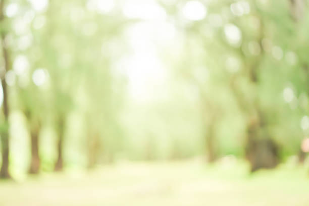 istock abstract blur greenery wild forest nation park with shine glow sunlight for background design , concept of ecology resource protection 1053461508