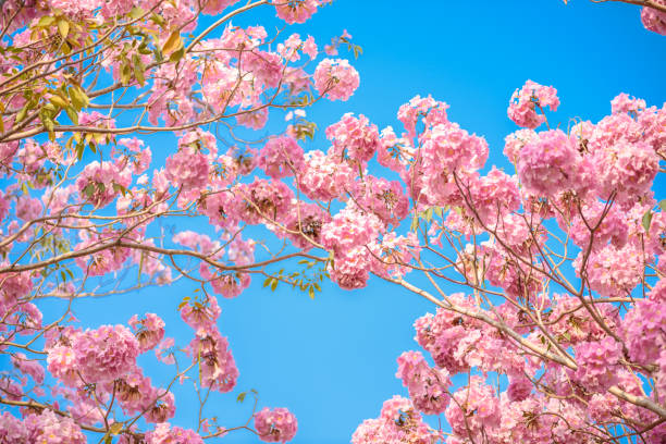 istock Tabebuia rosea is a Pink Flower neotropical tree and blue sky 1053468098