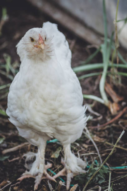 istock chicken aruacana white 1053469130
