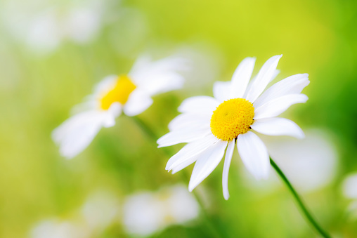 White chamomiles daisy flowers  on green meadow - shallow depth of field