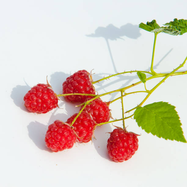 Pink Royal Razz 60+ Razz A Agriculture Stock Photos, Pictures & Royalty-Free Images ...
