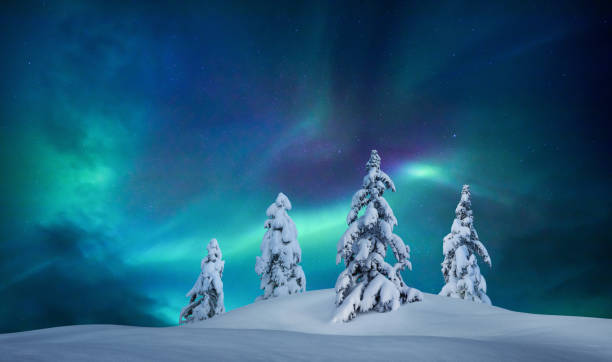 Idyllic Winter Night Snowcapped trees under the beautiful night sky with colorful aurora borealis. aurora borealis photos stock pictures, royalty-free photos & images