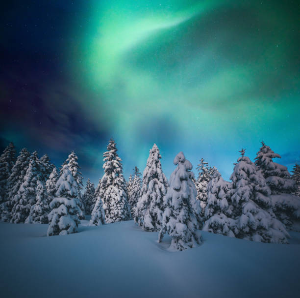 Colorful Northern Lights Above Snowcapped Trees Snowcapped trees under the beautiful night sky with colorful aurora borealis. geomagnetic storm photos stock pictures, royalty-free photos & images