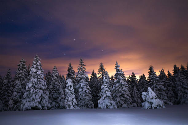 冬の森の上空 - tranquil scene tree sunset snow ストックフォトと画像