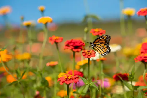 A beautiful monarch butterfly in a field full f beautiful flowers.
