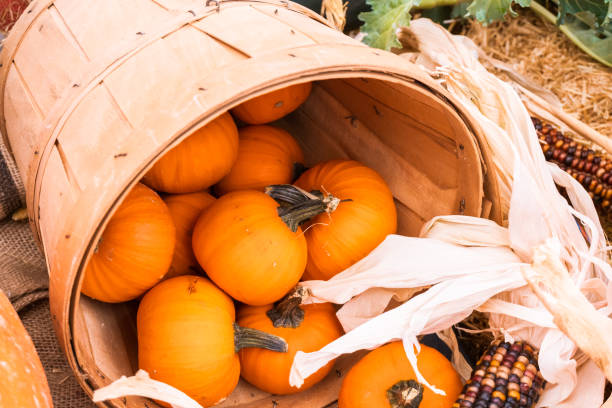 istock Orange pumpkins for Halloween decorations. 1053478162